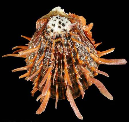 Spondylus senegalensis